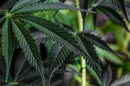 Cannabis flower underneath grow lights, Grown by TKO Reserve,. Cannabis Sativa Leaves On Dark -...