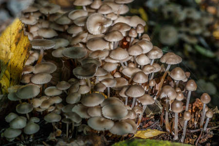 Mushrooms False honey fungus on a stump in a beautiful autumn forest.group fungus in autumn forest with leaves.Wild mushroom on the spruce stump. Autumn time in the forest.の写真素材