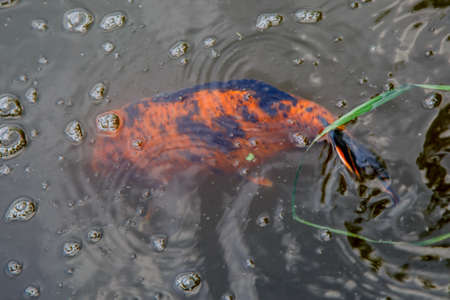 Colorful Koi fishes swimming in the lake.Fancy Carp or Koi Fish are red, orangeの写真素材