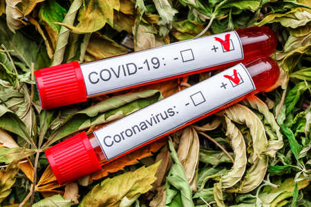 COVID 19 Coronavirus, Infected blood sample in the sample tube, Assorted cannabis products, pills...