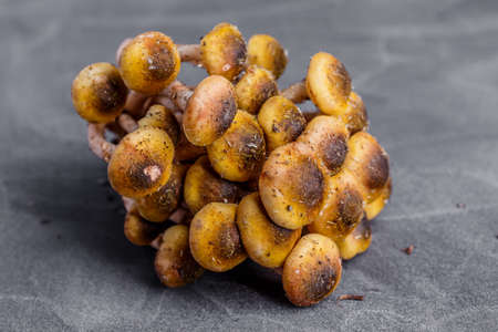 Armillaria mellea, commonly known as honey fungus, is a basidiomycete fungus in the genus...