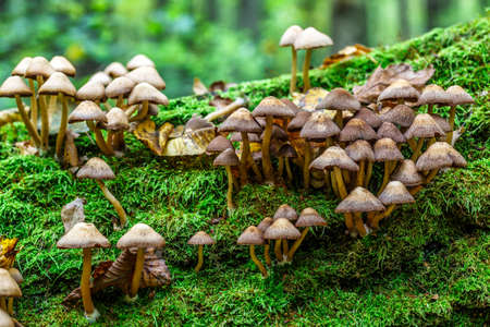 Mushrooms False honey fungus on a stump in a beautiful autumn forest.group fungus in autumn forest with leaves.Wild mushroom on the spruce stump. Autumn time in the forest.の写真素材