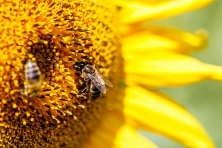 Honey bee on yellow flower in pollen, closeup. Honey bee covered with yellow pollen collecting...
