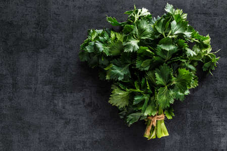 Cilantro on a black background. Fresh cilantro in a bunch. Fresh cilantro herb leaves close-up....