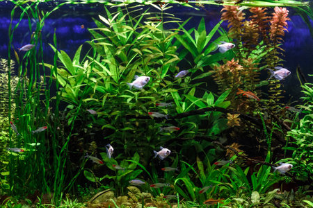 A green beautiful planted tropical freshwater aquarium with fishes, zebra angelfish pterophyllum...