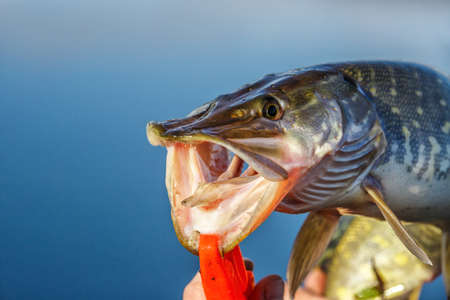Freshwater Northern pike fish know as Esox Lucius. Fishing concept, good catch - big freshwater pike fish. Pike head with bait closeup.の写真素材