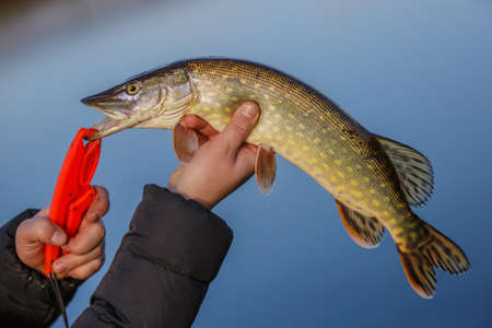 Freshwater Northern pike fish know as Esox Lucius. Fishing concept, good catch - big freshwater pike fish. Pike head with bait closeup.の写真素材