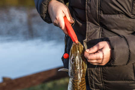 Freshwater Northern pike fish know as Esox Lucius. Fishing concept, good catch - big freshwater pike...