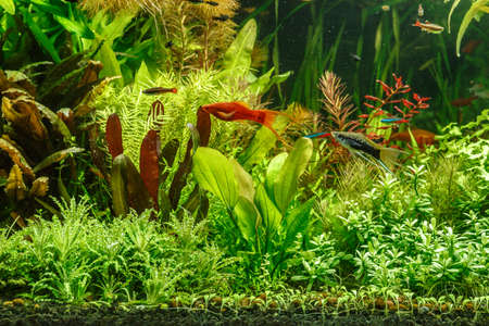 A green beautiful planted tropical freshwater aquarium with fishes, zebra angelfish pterophyllum...