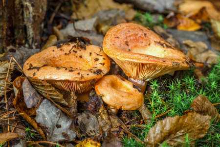 Saffron milk cap (Lactarius deliciosus) mushroom. aka red pine mushrooms aka Lactarius deliciosus in a grass., delicious edible mushrooms on a mos in natural habitat, spruce forest, early autumn shotの写真素材
