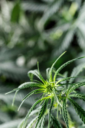 Close-up young hemp. Cannabis is a standoff between a drug and a medicine.growing organic cannabis background herb on the farmの写真素材
