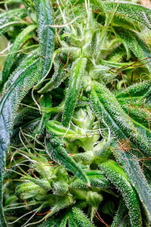 sugar trichomes cbd thc, concepts of grow and use of marijuana for medicinal purposes.cannabis trichomes macro photo of marijuana plant bud healthの写真素材