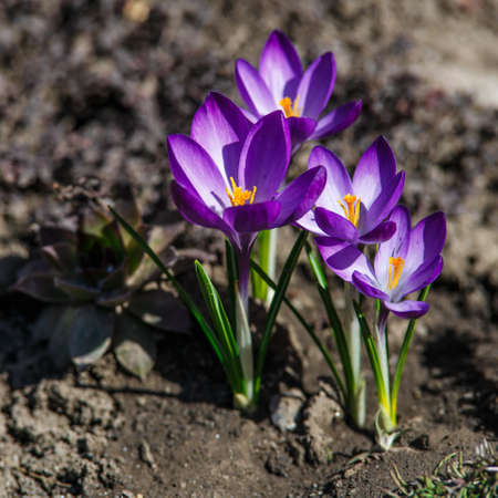 Wild purple crocuses blooming in their natural environment in the forest. Crocus heuffelianus.Purple Flowers in the Forestの写真素材