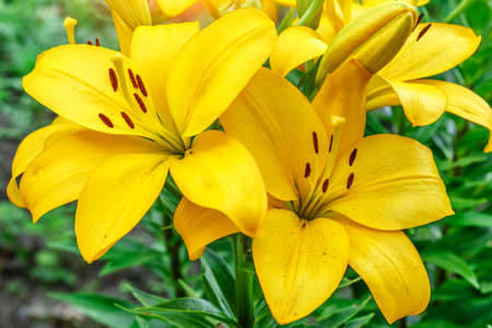 Close up of Yellow lily flower. Hemerocallis also called Lemon Lily, Yellow Daylily, Hemerocallis flava. Yellow lily flower, known as Lilium parryi, beautiful.の写真素材