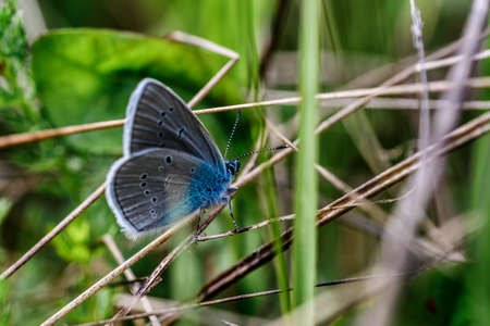 One Adonis blue butterfly on a wild meadow flower ready to fly close up macro. Beautiful summer...