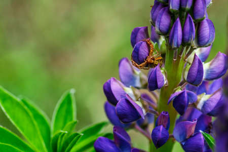 Blooming macro lupine flower. Lupinus, lupine field with purple and blue flower. Spider in lupine flowers. Bunch of lupines summer flower background. Violet spring and summer flower.の写真素材
