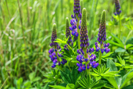 Blooming macro lupine flower. Lupinus, lupine field with purple and blue flower. Spider in lupine flowers. Bunch of lupines summer flower background. Violet spring and summer flower.の写真素材