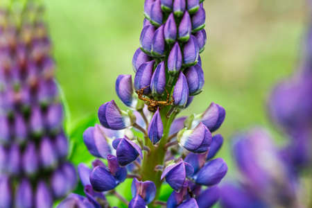 Blooming macro lupine flower. Lupinus, lupine field with purple and blue flower. Spider in lupine flowers. Bunch of lupines summer flower background. Violet spring and summer flower.の写真素材