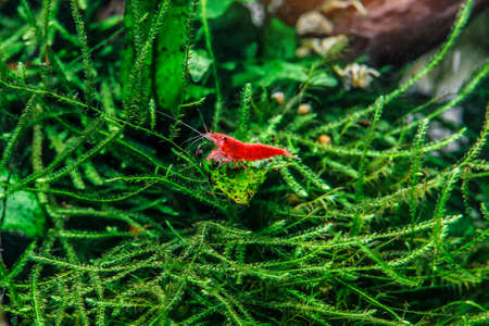 A green beautiful planted tropical freshwater aquarium with fishes, zebra angelfish pterophyllum scalare aquariumの写真素材