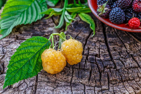 Black raspberries in a bowl in the garden.raspberries and blackberries in a bowl.Summer berry...