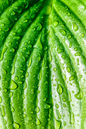 Green leaf with water drops, Close-up. Beauty transparent drop of water on a green leaf macro with...