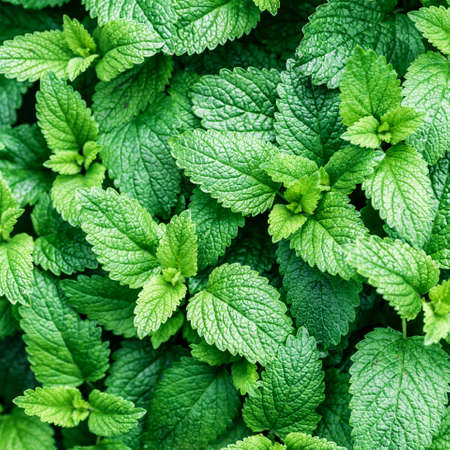 Green mint plant growing background.Beautiful texture of leaves in nature.Green leaf with water drops, the nature plant pattern as a background or wallpaper.の写真素材