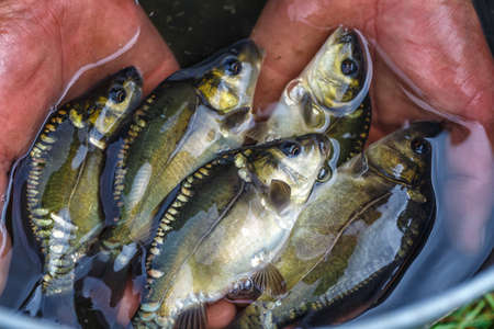 A man holding a small carp. Little fish in the hands of a fisherman. Summertime. Fishing.beautiful...