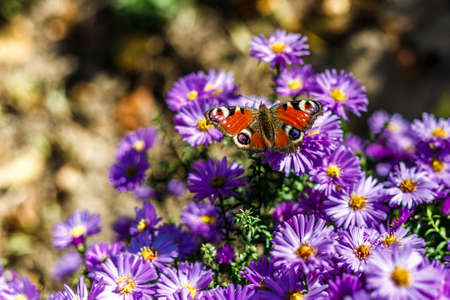Peacock butterfly on lilac floral background. Red butterfly on flowers.Aglais io, the European...
