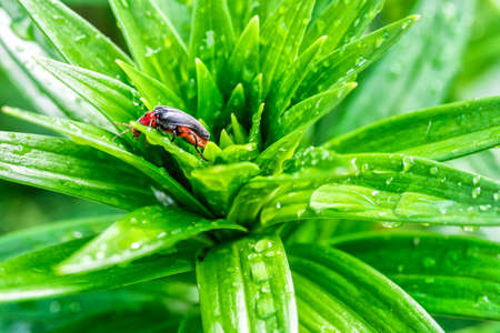 orange beetle drinks water from a flower stem.Beauty transparent drop of water on a green leaf macro...