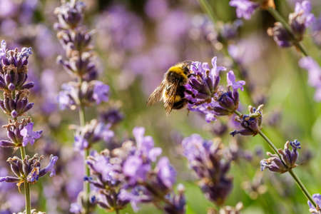 Bumblebee feeding on a lavender flower. A closeup shot of a bumblebee (Bombus) on purple lavender flower with a blurred background.の写真素材