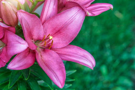 Pink lily flower.Closeup of lily spring flowers. Beautiful lily flower in lily flower garden. Flowers, petals, stamens and pistils of large lilies on a flower bed. Spring flowers of lily. Closeup of spring flowers.の写真素材