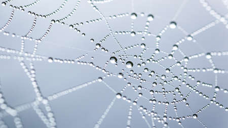 Cobweb or spiderweb natural rain pattern background close-up.Blur view lines, spider web necklace.Cobweb net texture with morning rain bokeh.Macrophotography of rainの写真素材