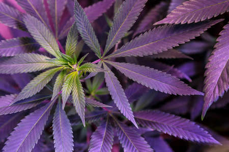 Close-up young hemp. Cannabis is a standoff between a drug and a medicine.growing organic cannabis background herb on the farm, blueberry strainの写真素材