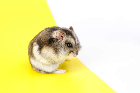 Dwarf gray hamster isolated on white background.Cute baby hamster, standing facing front.hamster eating foodの写真素材