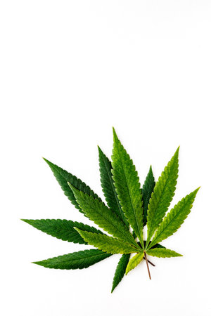 Cannabis is a standoff between a drug and a medicine. Green background of leaves.Close-up young hemp. Medicinal indica with CBD.Green cannabis leaves isolated on white background.の写真素材
