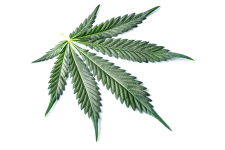Medical marijuana flower buds. Hemp buds - medical marijuana concept.hemp cbd hemp productsの写真素材