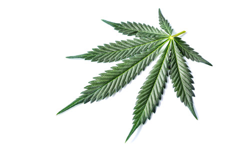 Medical marijuana flower buds. Hemp buds - medical marijuana concept.hemp cbd hemp productsの写真素材