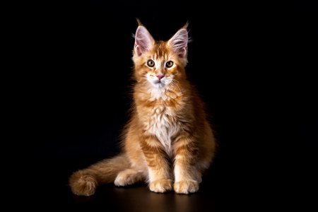 Adorable shot of solid red Maine Coon cat kitten, sitting up.The largest cat.Isolated on a black background.Maine Coon looking at the cameraの写真素材