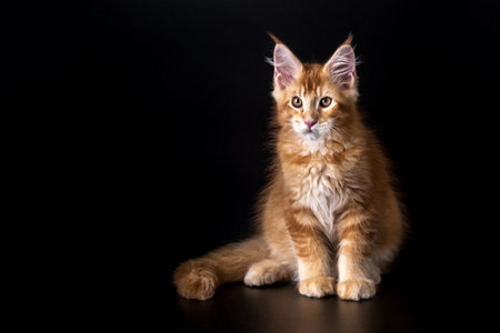 Adorable shot of solid red Maine Coon cat kitten, sitting up.The largest cat.Isolated on a black background.Maine Coon looking at the cameraの写真素材