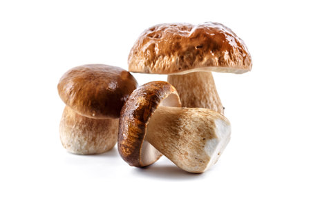 Group boletus mushroom isolated on white background.Boletus mushrooms, Porcini Mushroom, Forest, Edible Mushroomの写真素材