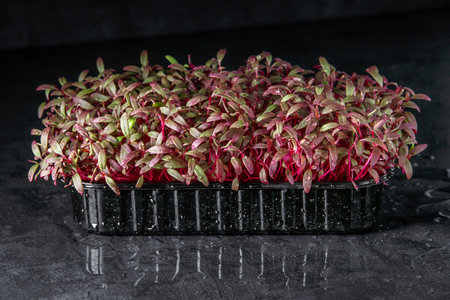 The microgreens in plastic trays.Different microgreens on black slate table, flat lay. Sprouting Microgreens on the Hemp Biodegradable Mats.Germination of seeds at home. Vegan and healthy food concept.の写真素材