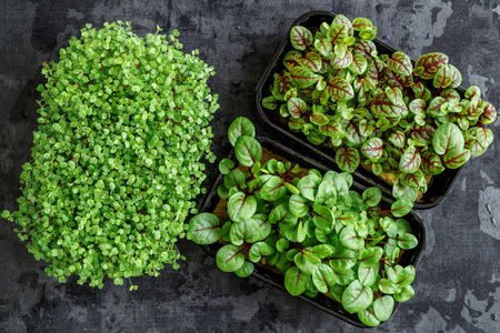 The microgreens in plastic trays.Different microgreens on black slate table, flat lay. Sprouting Microgreens on the Hemp Biodegradable Mats.Germination of seeds at home. Vegan and healthy food concept.の写真素材