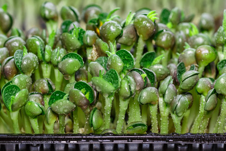 The microgreen in plastic trays.microgreens sprouts - healthy and fresh food.Sprouting Microgreens...