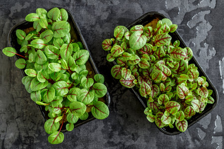 The microgreens in plastic trays.Different microgreens on black slate table, flat lay. Sprouting Microgreens on the Hemp Biodegradable Mats.Germination of seeds at home. Vegan and healthy food concept.の写真素材