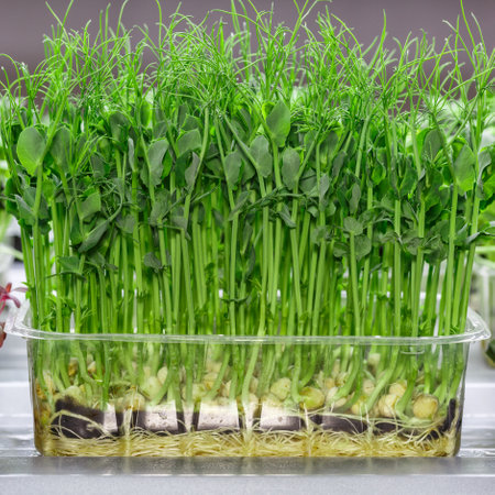 The microgreen in plastic trays.microgreens sprouts - healthy and fresh food.Sprouting Microgreens on the Hemp Biodegradable Mats.Germination of seeds at home. Vegan and healthy food concept.の写真素材