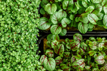 The microgreens in plastic trays.Different microgreens on black slate table, flat lay. Sprouting Microgreens on the Hemp Biodegradable Mats.Germination of seeds at home. Vegan and healthy food concept.の写真素材