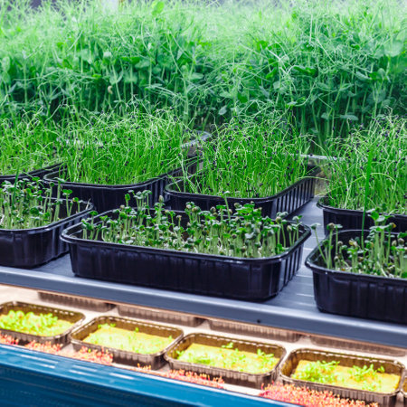 Urban microgreen farm.The microgreen in plastic trays.Baby leaves, phytolamp.Sprouting Microgreens on the Hemp Biodegradable Mats.Germination of seeds at home.Eco-friendly small business.の写真素材