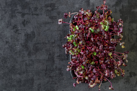 The microgreens in plastic trays.Different microgreens on black slate table, flat lay. Sprouting Microgreens on the Hemp Biodegradable Mats.Germination of seeds at home. Vegan and healthy food concept.の写真素材