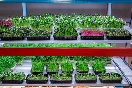 Urban microgreen farm.The microgreen in plastic trays.Baby leaves, phytolamp.Sprouting Microgreens on the Hemp Biodegradable Mats.Germination of seeds at home.Eco-friendly small business.の写真素材