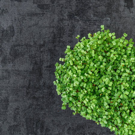 The microgreens in plastic trays.Different microgreens on black slate table, flat lay. Sprouting Microgreens on the Hemp Biodegradable Mats.Germination of seeds at home. Vegan and healthy food concept.の写真素材